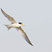 Least Tern